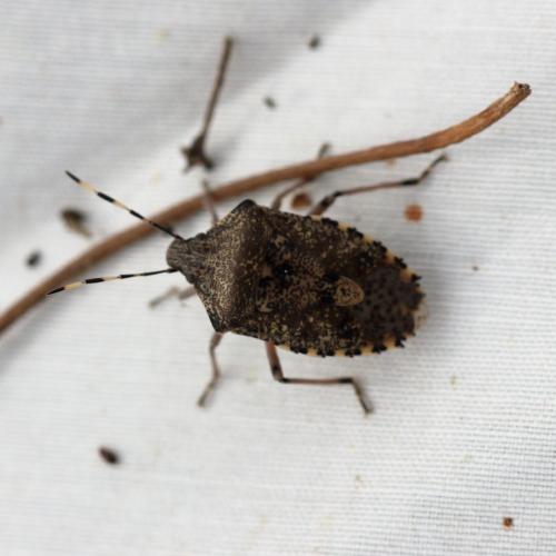 Réf. 227 438 : Rhaphigaster nebulosa